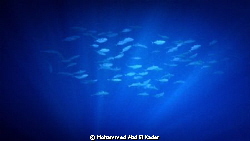 "Blue" .. Red Sea, Egypt. by Mohammed Abd El Kader 